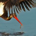 Black Stork - Cicinia nigra
