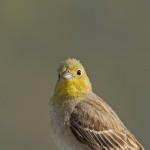 Cinereous bunting