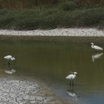 Little Egrets Alykes wetlands Hasse Österman